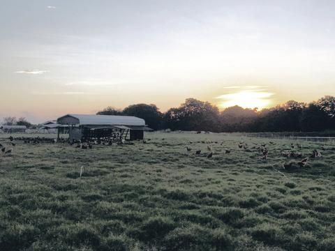 chickens in the pasture at sunset