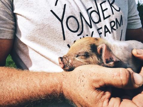 farmer holding a sleeping piglet